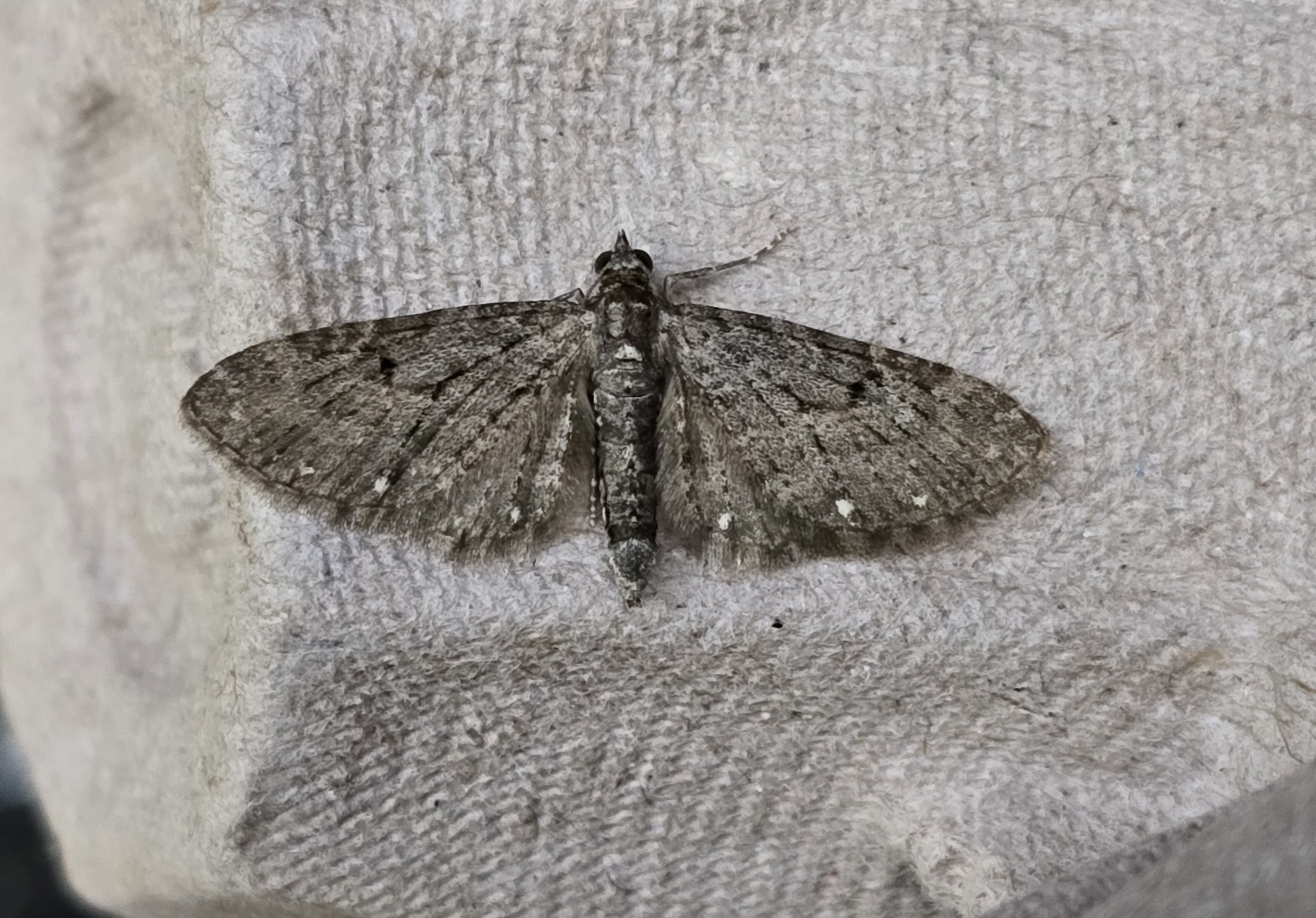 Photo of White-spotted Pug (Eupithecia tripunctaria)